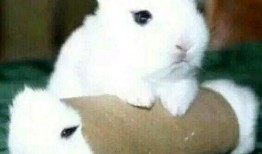 52每日大瓜视频 最近热门事件合集吃瓜兔,热门事件合集，吃瓜兔带你一网打尽