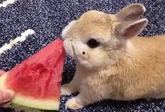 52每日大瓜视频 最近热门事件合集吃瓜兔,热门事件合集，吃瓜兔带你一网打尽