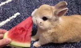 52每日大瓜视频 最近热门事件合集吃瓜兔,热门事件合集，吃瓜兔带你一网打尽