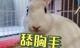 52每日大瓜视频 最近热门事件合集吃瓜兔,热门事件合集，吃瓜兔带你一网打尽