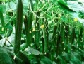 必吃大瓜今日大瓜,今日热门话题大盘点